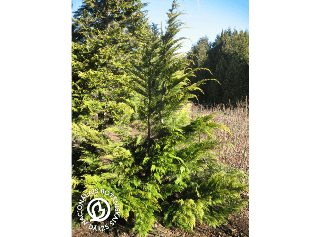Chamaecyparis lawsoniana   'Dzintra'